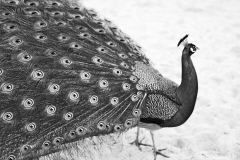 Peacock-Black-and-White